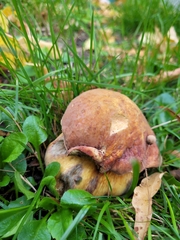 Suillellus luridus