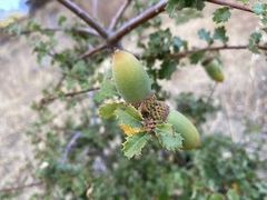 Quercus berberidifolia