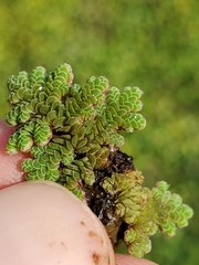 Azolla