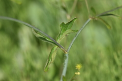 Ranunculus