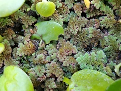 Azolla
