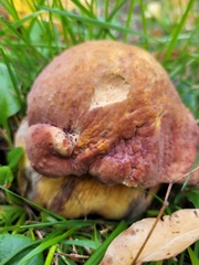Suillellus luridus
