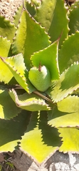 Agave bovicornuta