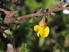Hermannia cuneifolia