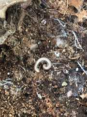 Cylindroiulus punctatus