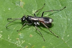 Priocnemis