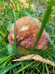 Suillellus luridus