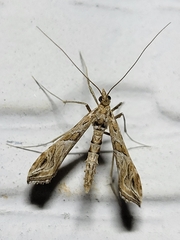 Lineodes interrupta