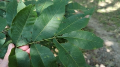 Carya texana