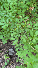 Eleutherococcus sieboldianus