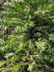 Wollemia nobilis
