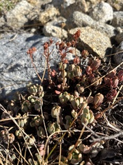 Sedum obtusatum