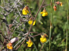 Hermannia cuneifolia