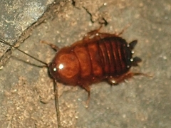 Parcoblatta virginica