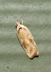 Agonopterix nervosa