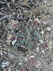Calyptridium monospermum