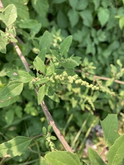 Chenopodium album