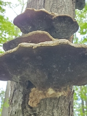 Trametes