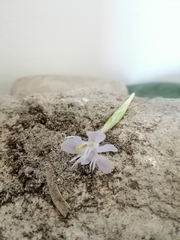 Moraea setifolia