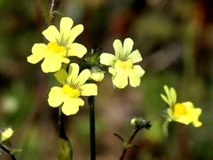 Nemesia affinis