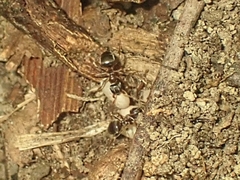Lasius americanus