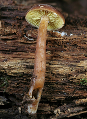 Gymnopilus picreus