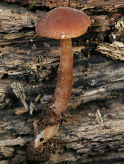 Gymnopilus picreus