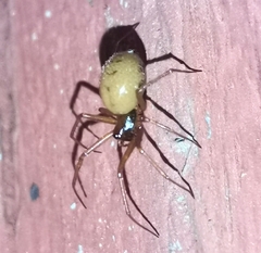 Steatoda bipunctata