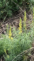 Linaria vulgaris