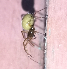 Steatoda bipunctata
