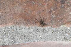 Pardosa