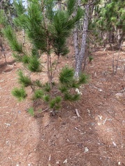 Pinus radiata