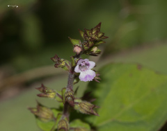 Mosla dianthera