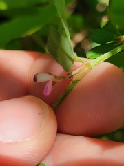 Kummerowia stipulacea