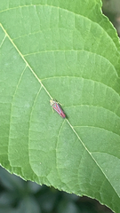 Graphocephala coccinea