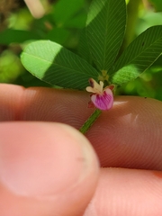 Kummerowia stipulacea
