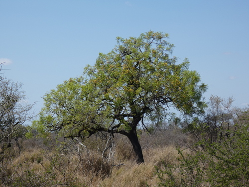 Long-pod-cassia (Cassia abbreviata)