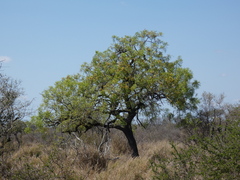 Cassia abbreviata