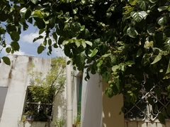 Cissus verticillata