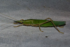 Pseudorhynchus pungens