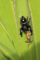 Phidippus regius