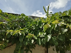 Cissus verticillata