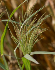 Panicum dichotomiflorum