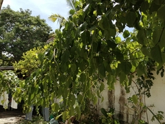 Cissus verticillata