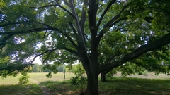 Carya texana