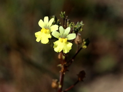 Nemesia affinis