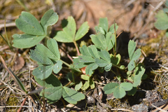 Sibbaldia procumbens