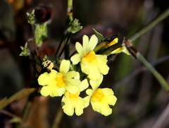 Nemesia affinis