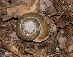 Neohelix albolabris