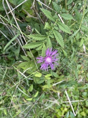 Centaurea jacea